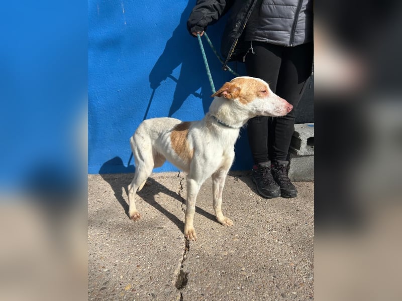 Rayos, hofft auf seine Chance