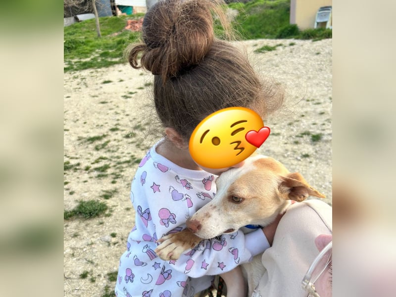 Liebevolle Podenca sucht endlich ihr Glück - Tina wartet schon viel zu lange