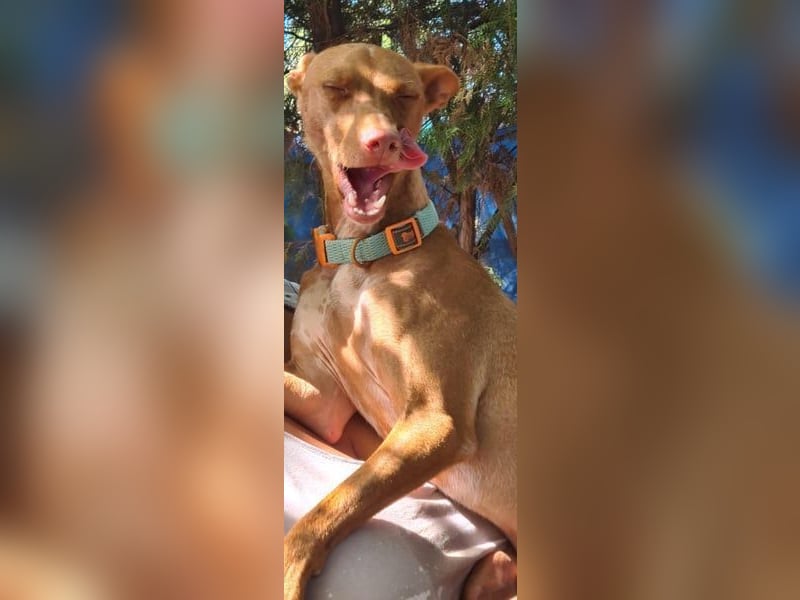 Mango, er sollte erhängt werden