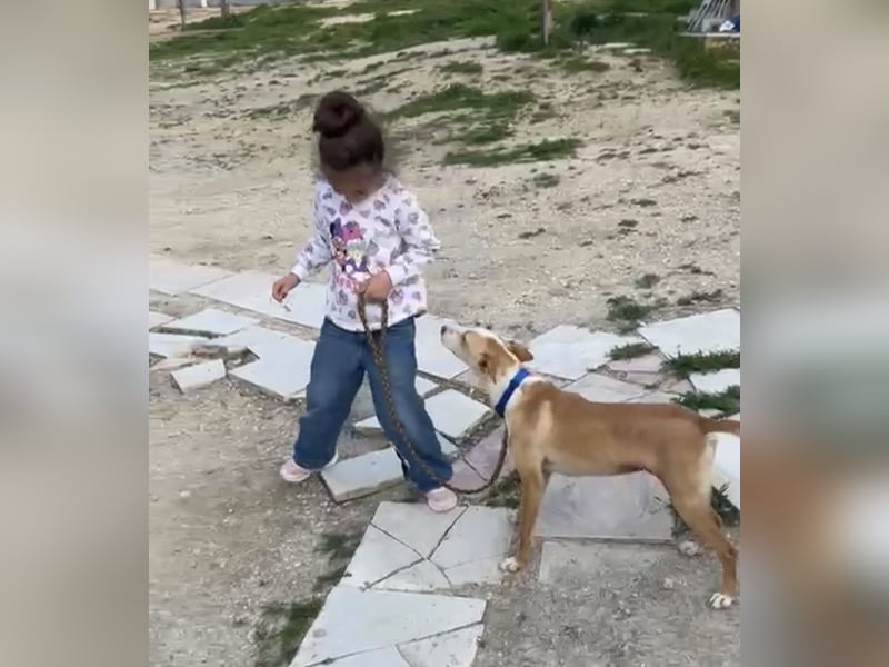 Liebevolle Podenca sucht endlich ihr Glück - Tina wartet schon viel zu lange