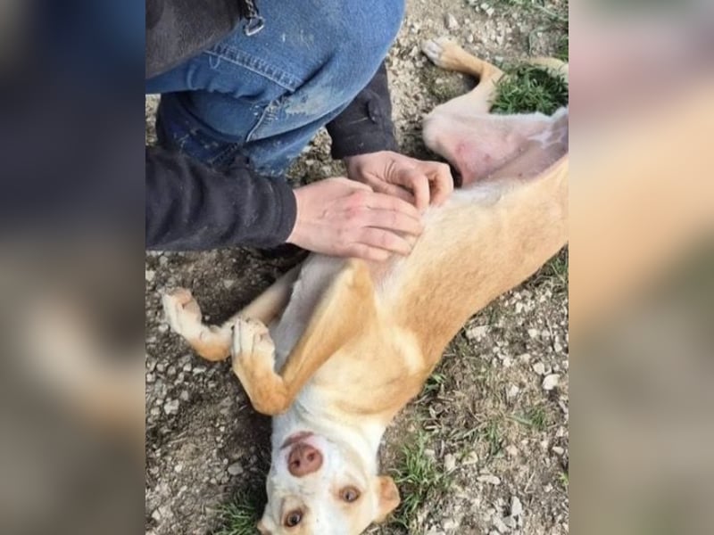 Liebevolle Podenca sucht endlich ihr Glück - Tina wartet schon viel zu lange