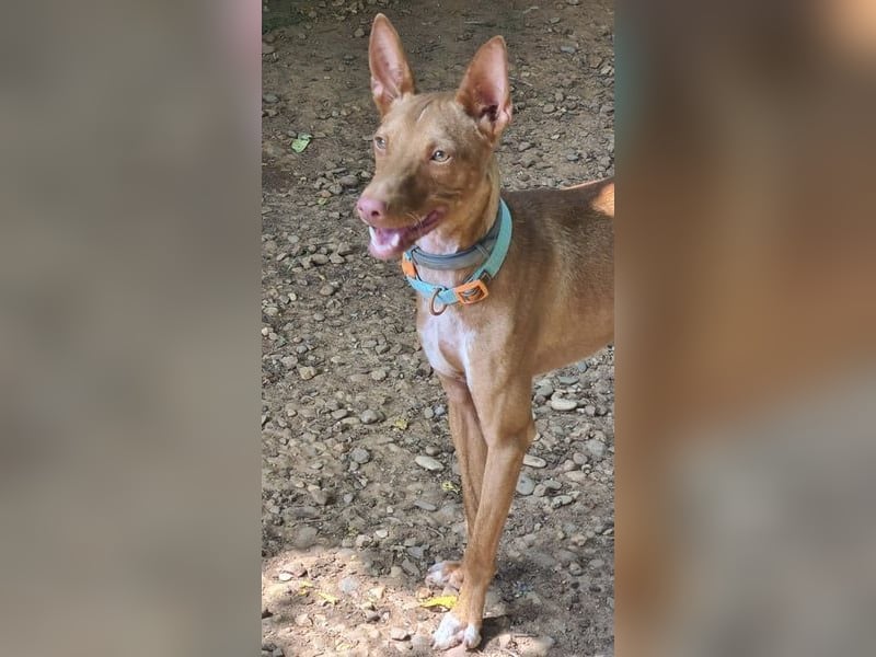 Mango, er sollte erhängt werden