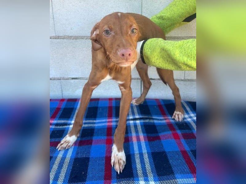 Dolce, bereit die Welt zu entdecken