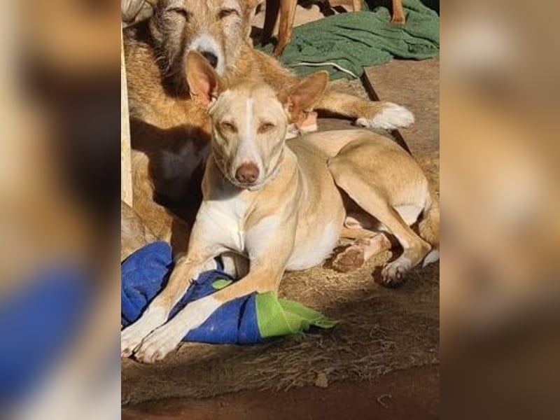 Soldado, freundlich und sehr sozial