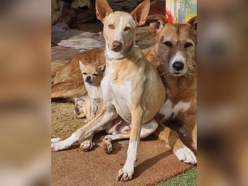 Soldado, freundlich und sehr sozial