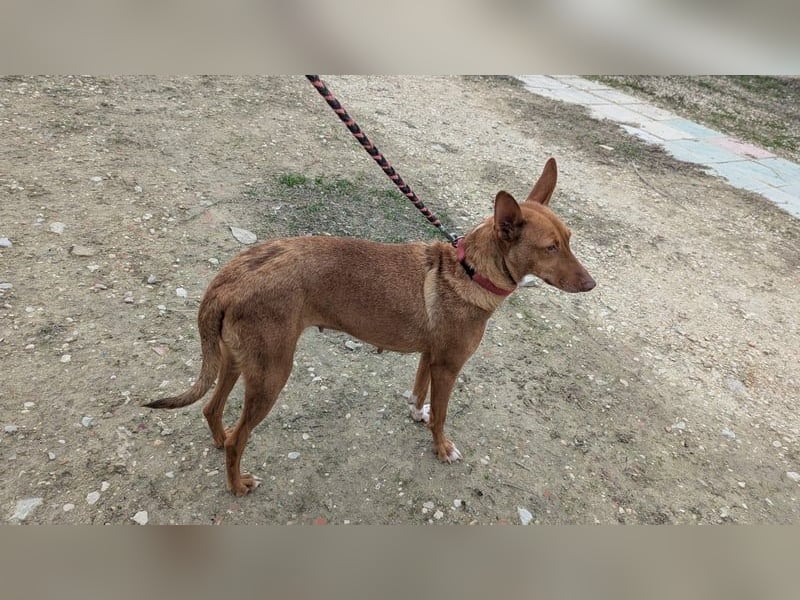 Ween, freundliche zarte Podi Hündin