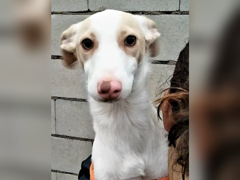 Matias, ein lustiger kleiner Bube