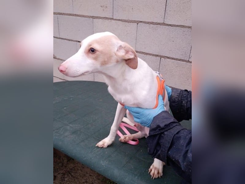 Matias, ein kleiner freundlicher Podi Bube