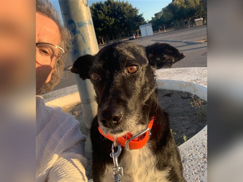 Kiko, Podenco-Mix-Junge sucht Sofa