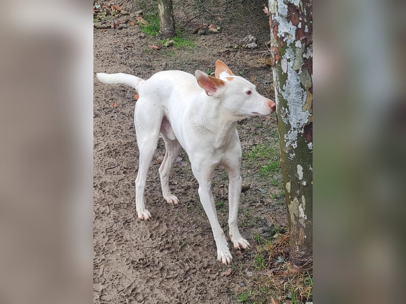 Paul - kluger liebervoller Podenco sucht eine Familie