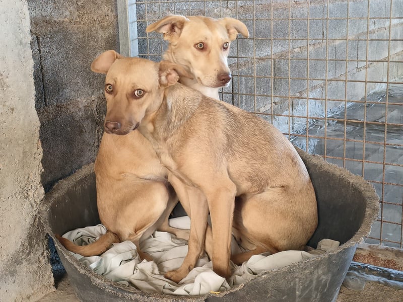 Sharie - such ein neues zu Hause, gerne mit Hundekumpel Sharie - such ein neues zu Hause, gerne mit Hundekumpel