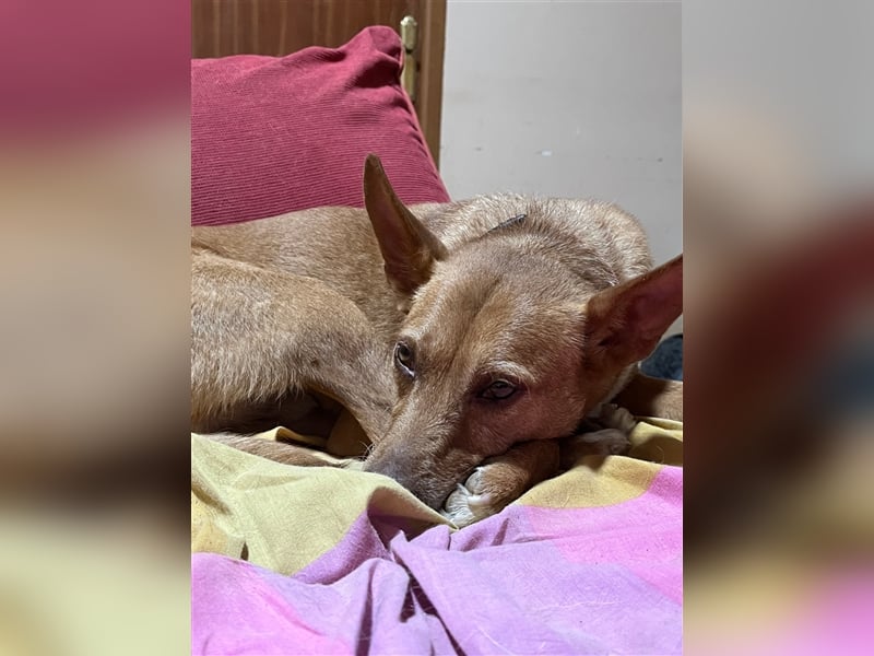 Chico- Podencobub sucht ruhige Familie