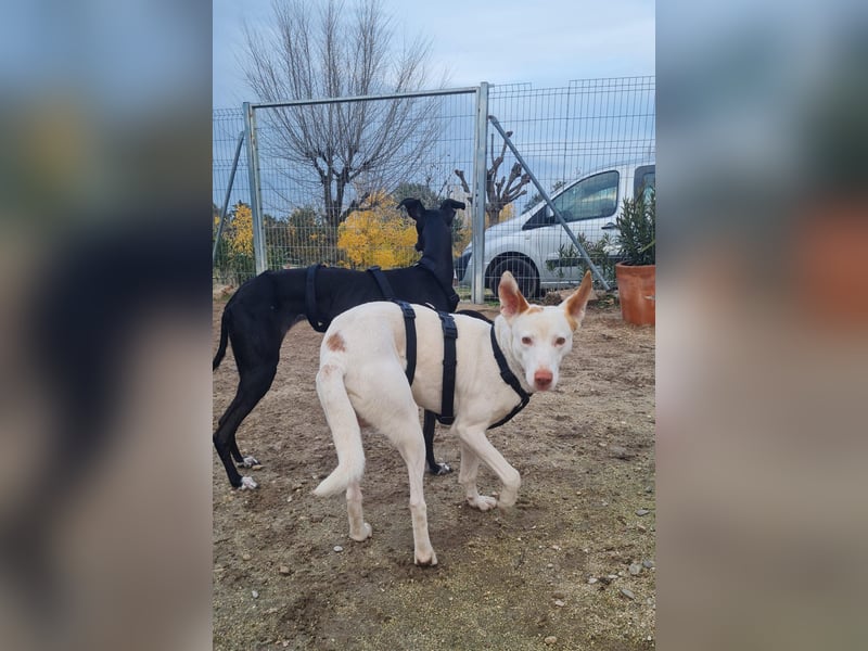 Paul - kluger liebervoller Podenco sucht eine Familie