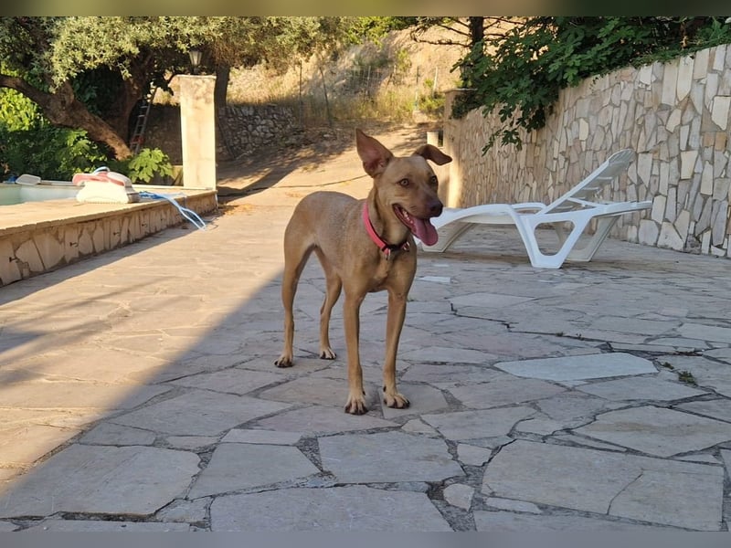 Sharie - such ein neues zu Hause, gerne mit Hundekumpel Sharie - such ein neues zu Hause, gerne mit Hundekumpel