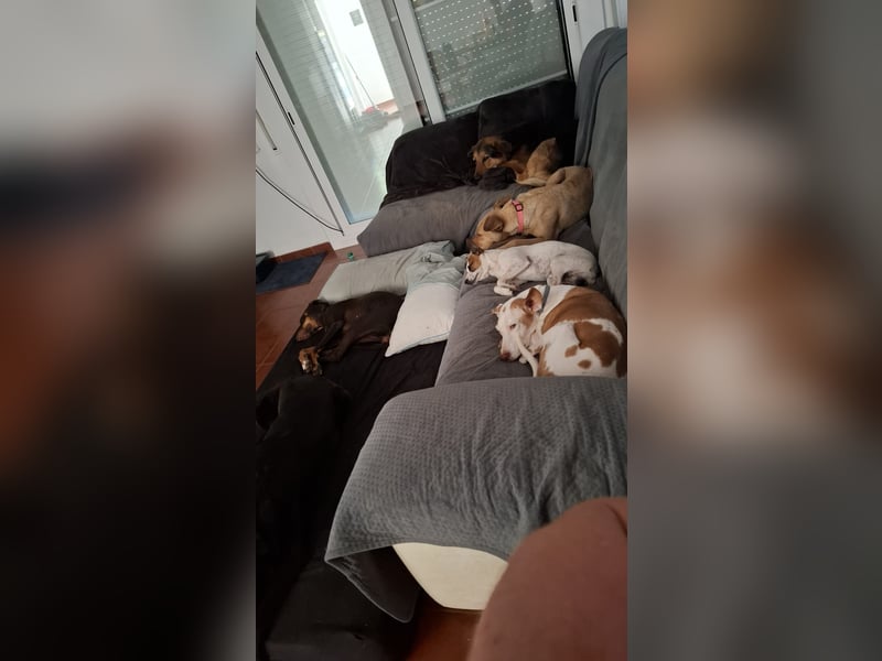 Sharie - such ein neues zu Hause, gerne mit Hundekumpel Sharie - such ein neues zu Hause, gerne mit Hundekumpel