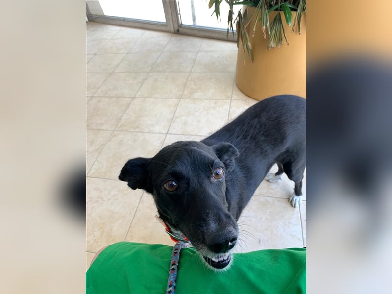 Kiko, Podenco-Mix-Junge sucht Sofa