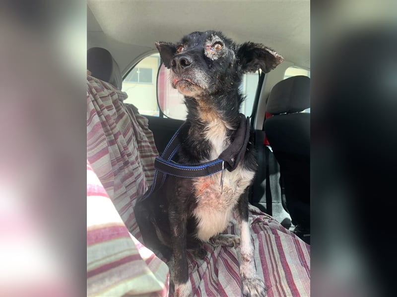 Kiko, Podenco-Mix-Junge sucht Sofa