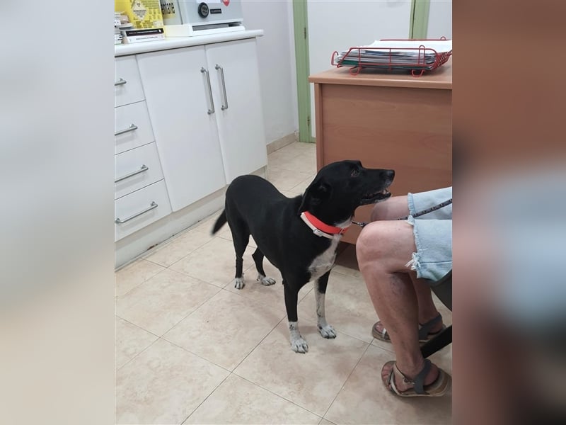 Kiko, Podenco-Mix-Junge sucht Sofa