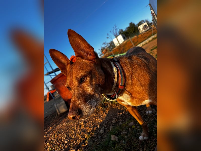 Chico- Podencobub sucht ruhige Familie