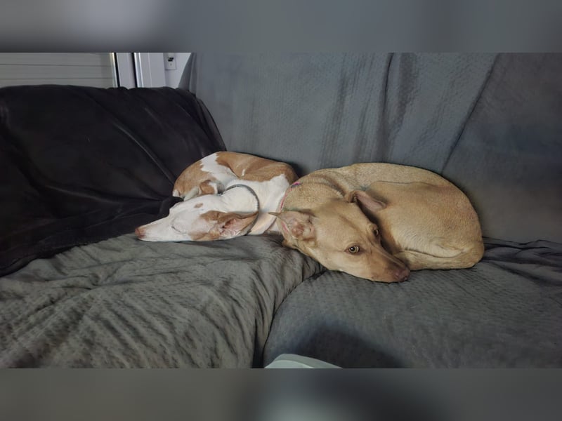 Sharie - such ein neues zu Hause, gerne mit Hundekumpel Sharie - such ein neues zu Hause, gerne mit Hundekumpel