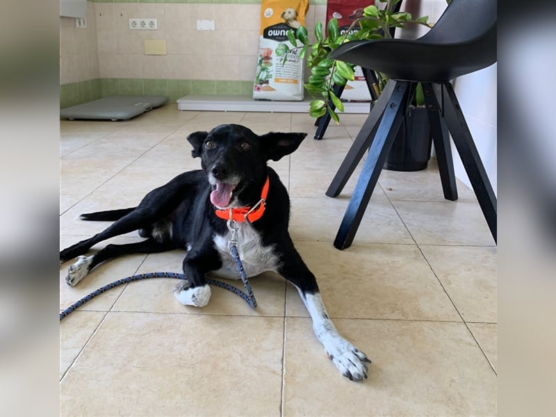 Kiko, Podenco-Mix-Junge sucht Sofa