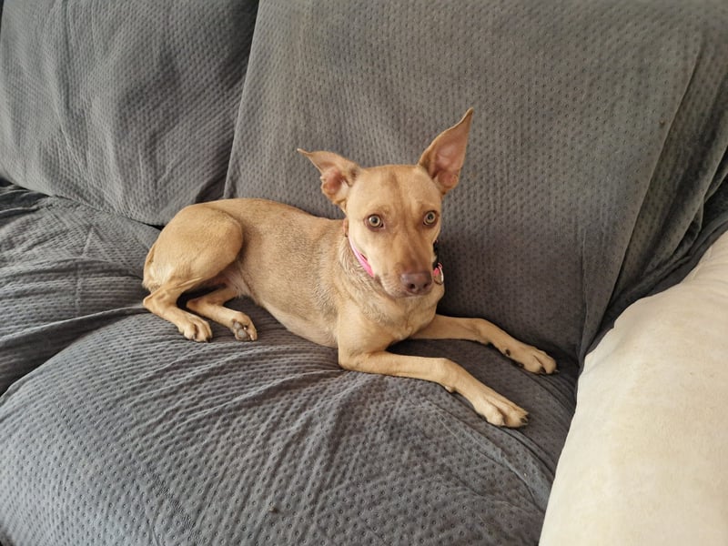 Sharie - such ein neues zu Hause, gerne mit Hundekumpel Sharie - such ein neues zu Hause, gerne mit Hundekumpel