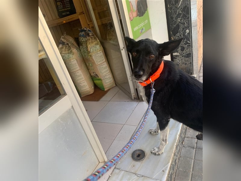 Kiko, Podenco-Mix-Junge sucht Sofa