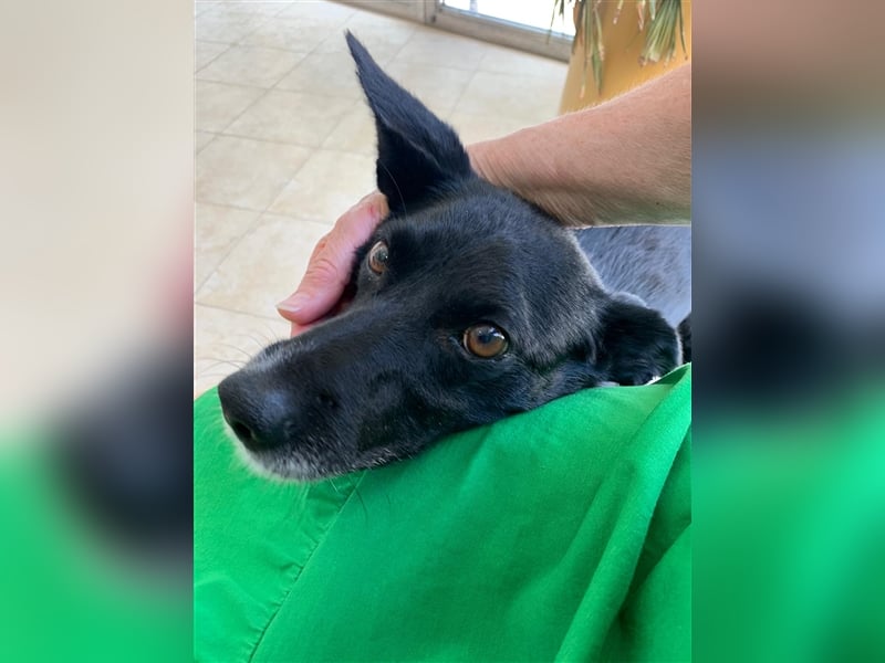 Kiko, Podenco-Mix-Junge sucht Sofa