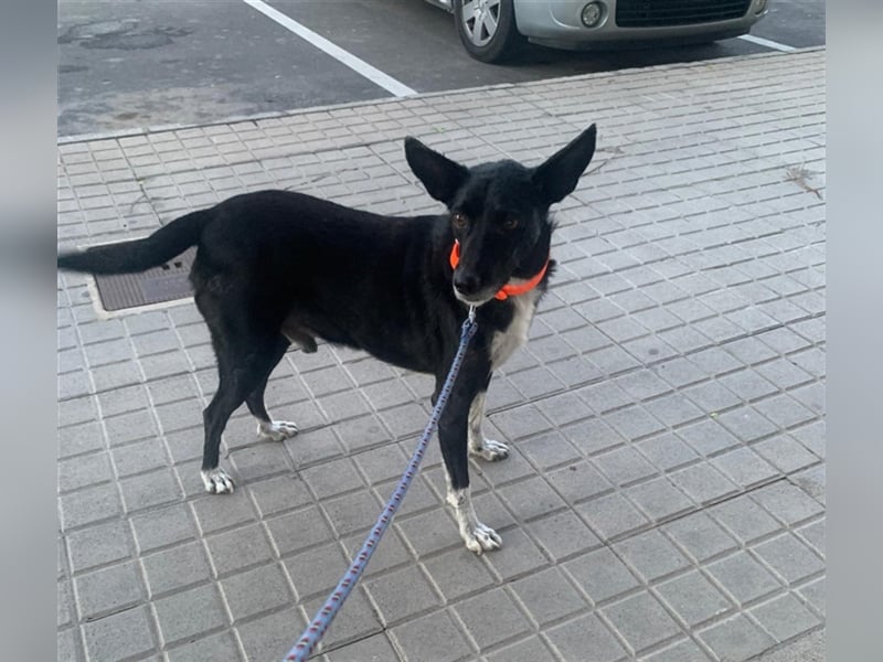 Kiko, Podenco-Mix-Junge sucht Sofa