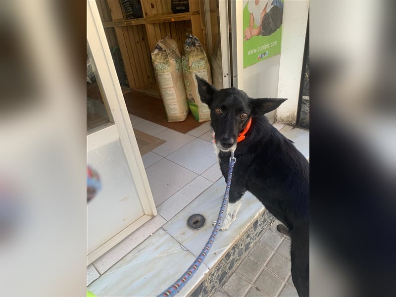 Kiko, Podenco-Mix-Junge sucht Sofa