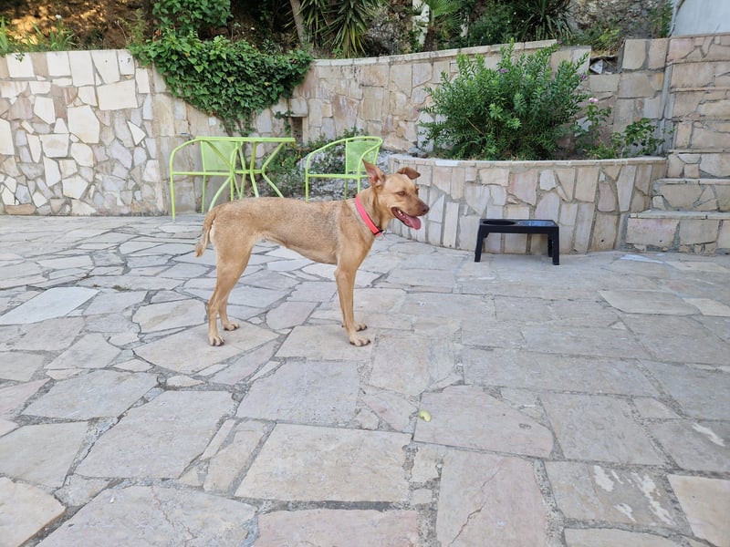 Sharie - such ein neues zu Hause, gerne mit Hundekumpel Sharie - such ein neues zu Hause, gerne mit Hundekumpel