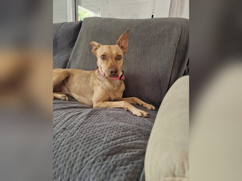 Sharie - such ein neues zu Hause, gerne mit Hundekumpel Sharie - such ein neues zu Hause, gerne mit Hundekumpel