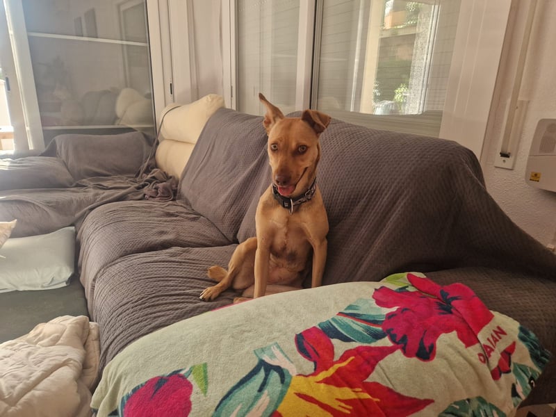 Sharie - such ein neues zu Hause, gerne mit Hundekumpel Sharie - such ein neues zu Hause, gerne mit Hundekumpel