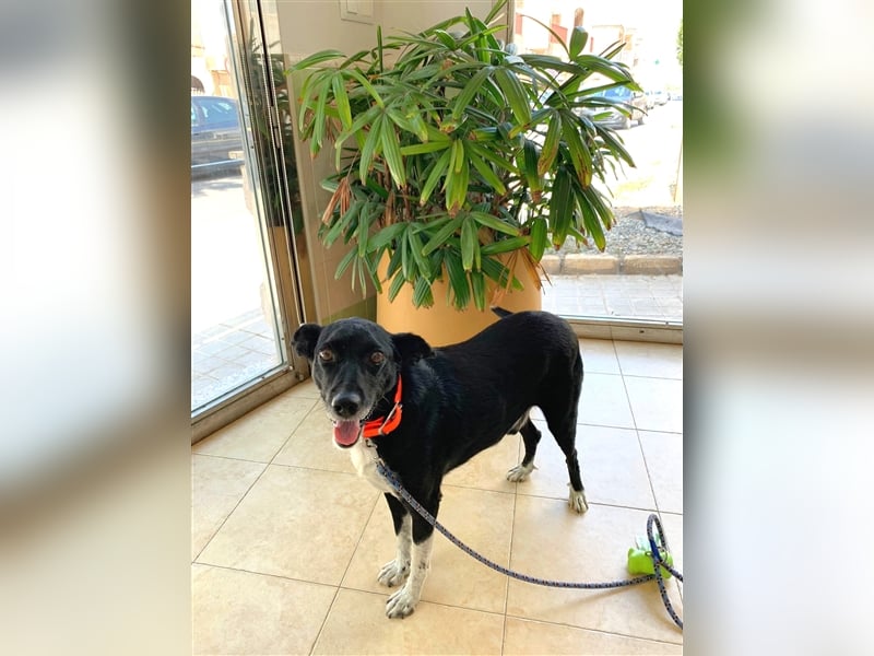 Kiko, Podenco-Mix-Junge sucht Sofa