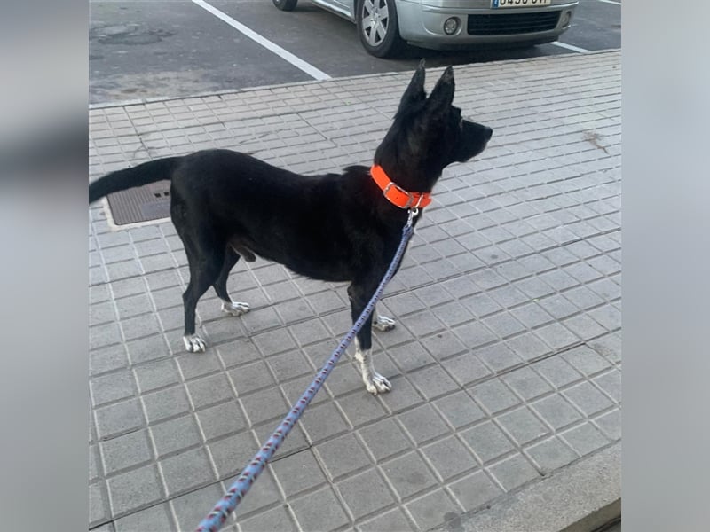 Kiko, Podenco-Mix-Junge sucht Sofa