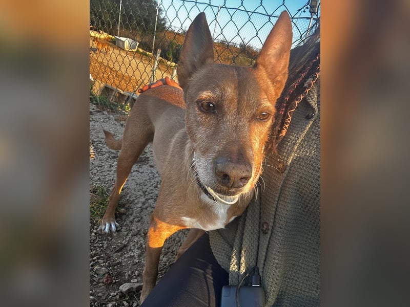 Chico- Podencobub sucht ruhige Familie