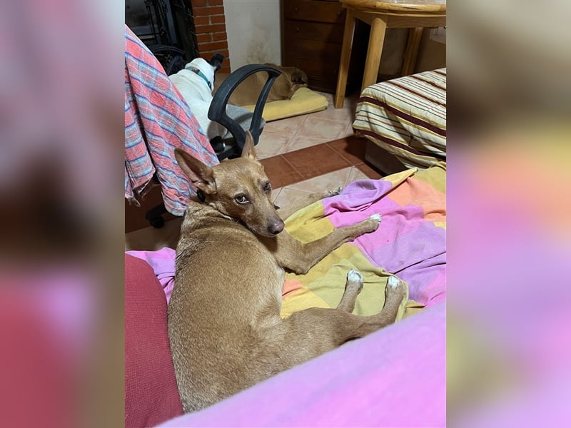 Chico- Podencobub sucht ruhige Familie