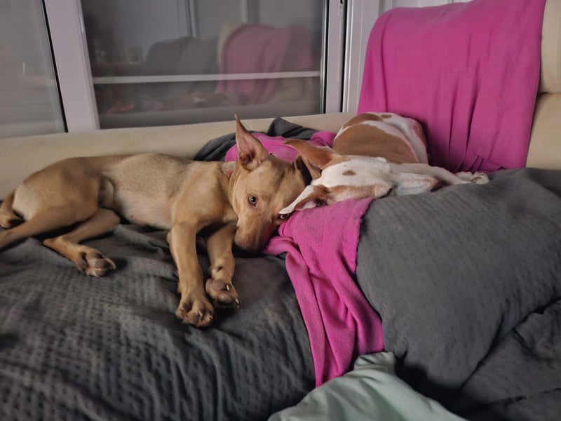 Sharie - such ein neues zu Hause, gerne mit Hundekumpel Sharie - such ein neues zu Hause, gerne mit Hundekumpel