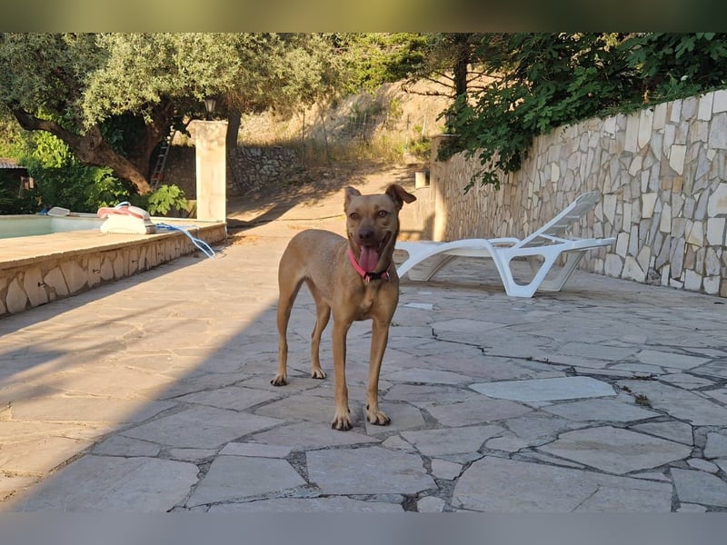 Sharie - such ein neues zu Hause, gerne mit Hundekumpel Sharie - such ein neues zu Hause, gerne mit Hundekumpel