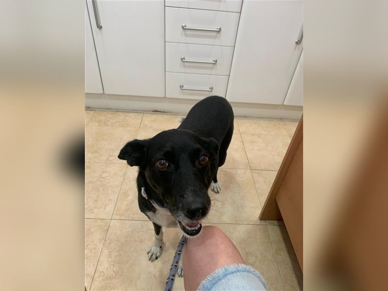 Kiko, Podenco-Mix-Junge sucht Sofa