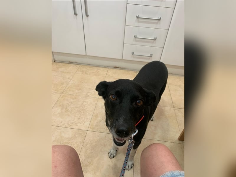 Kiko, Podenco-Mix-Junge sucht Sofa