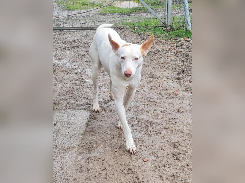 Paul - kluger liebervoller Podenco sucht eine Familie