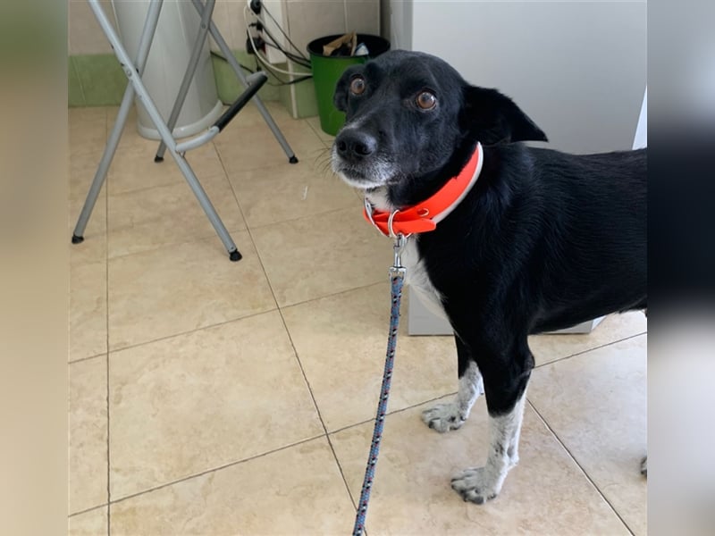 Kiko, Podenco-Mix-Junge sucht Sofa