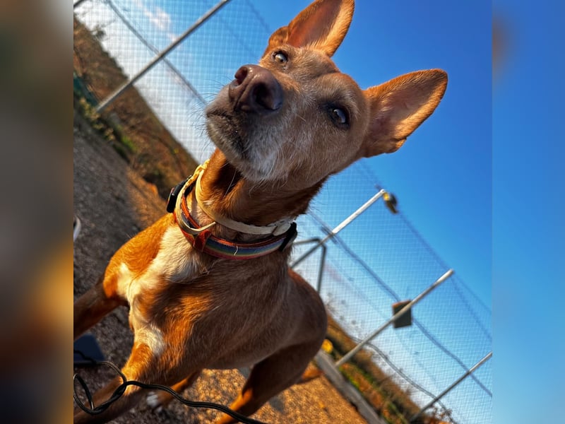 Chico- Podencobub sucht ruhige Familie
