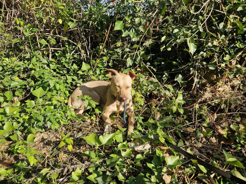 Sharie - such ein neues zu Hause, gerne mit Hundekumpel Sharie - such ein neues zu Hause, gerne mit Hundekumpel