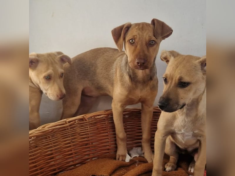 Sharie - such ein neues zu Hause, gerne mit Hundekumpel Sharie - such ein neues zu Hause, gerne mit Hundekumpel