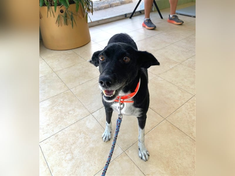 Kiko, Podenco-Mix-Junge sucht Sofa