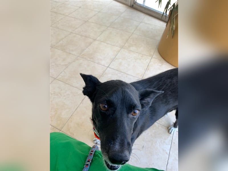 Kiko, Podenco-Mix-Junge sucht Sofa