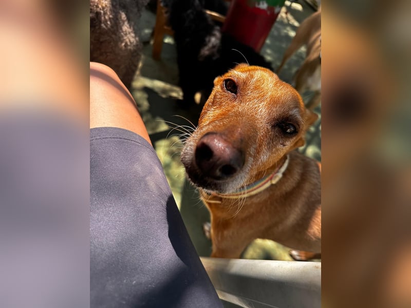 Chico- Podencobub sucht ruhige Familie