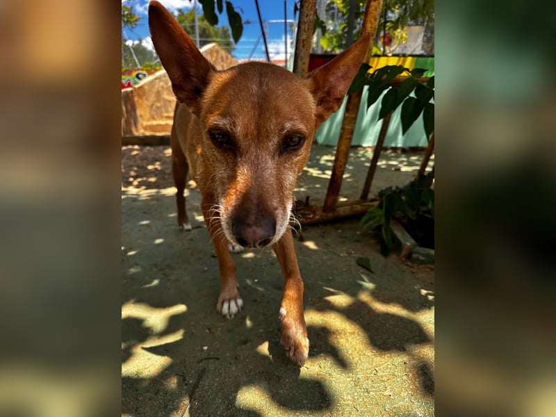 Chico- Podencobub sucht ruhige Familie